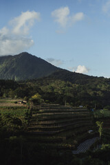 Fototapeta na wymiar Landscapes of Bali. The mountainous area of Bedugul, view of the rice terraces.