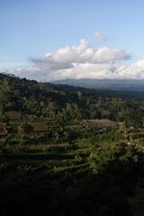 Landscapes of Bali. The mountainous area of Bedugul, view of the rice terraces.