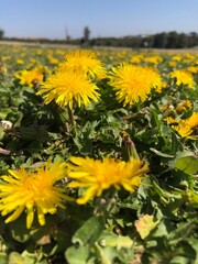 Flores amarillas con fondo verde
