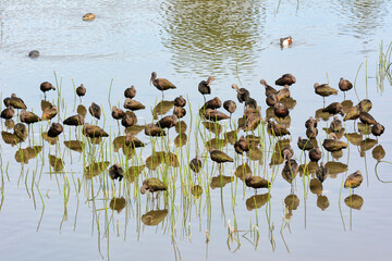 Flock of White-faced Ibis, Plegadis chihi, at the San Joaquin Marsh, Irvine, Ca.