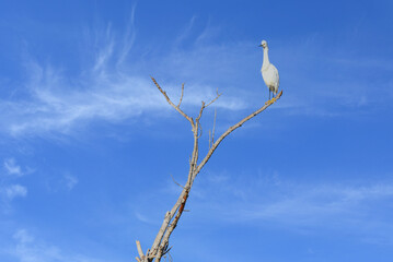 Snowy Egret, Egretta thula, perched atop a dead tree in the San Joaquin Marsh