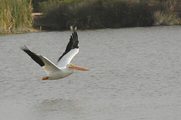 American White Pelican, pelcanus erythrorhynchos, flying over the waters of a marsh.