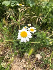 peque&ntilde;as margaritas