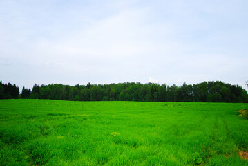 An overgrown field of green grasses with blue skies and wispy clouds in the summertime. The field is overgrown with grass. The forest is on the horizon. Clouds in the sky. Rural landscape.