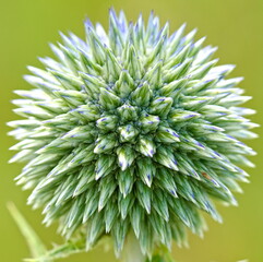 Echinops flower in the meadow in the summer