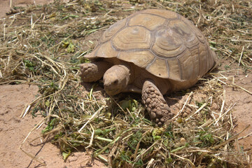 Obraz premium A wild turtle eating weeds
