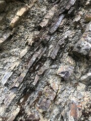 tronco de arbol textura