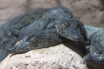 baby crocodiles
small alligators
