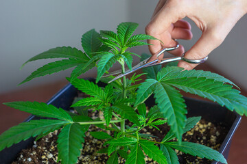Woman's Hand Holding Scissors and Topping or Pruning Cannabis Leaves on Growing Medical Marijuana...