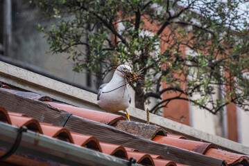 Naklejka premium Close-up of a Beautiful Seagull in Venice, Veneto, Italy, Europe, World Heritage Site