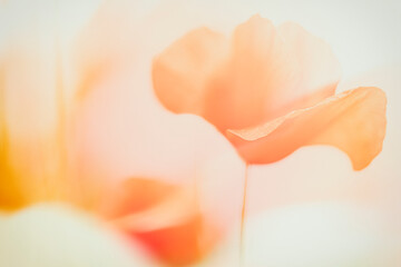 A double exposure of poppies on a roadside - summer 2022.