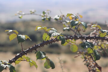 plantas, verduras y flores preciosas