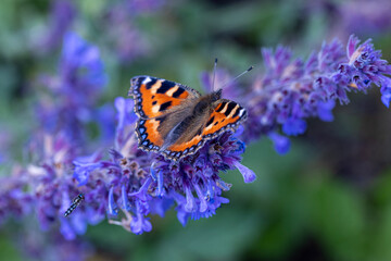 fly chasing a butterfly on a flower