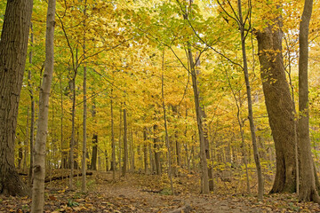 A forested park in central Indiana glows yellow gold as autumn displays its colorful best.
