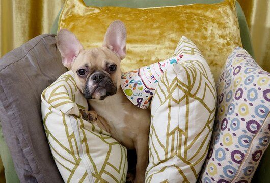A French Bulldog purebred dog with funny black muzzle, black eyes and nose lies among different coloured small soft pillows posing attentively to the camera. No people professional photography.