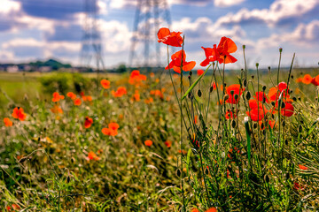 Mohnblumen am Wegesrand