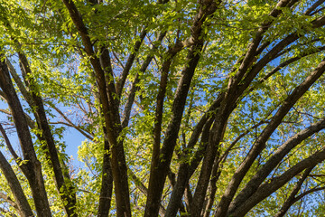 trees in the forest in a sunny day