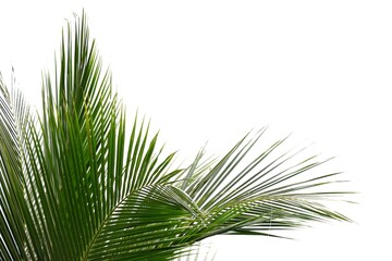 Tropical coconut leaves on white isolated background for green foliage backdrop 