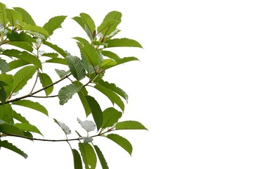 In selective focus a branch of Kratom leaves on white isolated background for green foliage backdrop with copy space