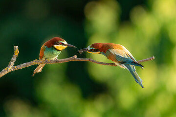 European bee-eater is a very colourful bird. Picture of the birds in his natural habitat. Wild birds during spring. Birds on the isolated background and very close up. 