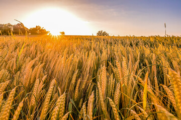Weizenfeld im Sonnenuntergang
