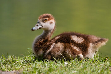 Young Egyptian goose (gosling) sitting on grass