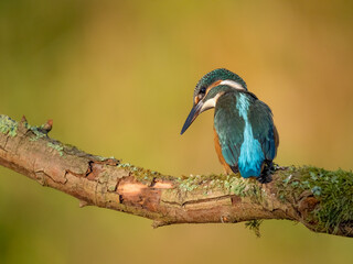 Common kingfisher in his natural habitat. Wild bird on the river, beautiful colours, very close up picture. Bird is isolated from the background.
