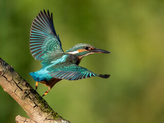 Common kingfisher in his natural habitat. Wild bird on the river, beautiful colours, very close up picture. Bird is isolated from the background.