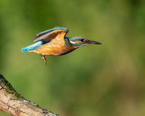 Common kingfisher in his natural habitat. Wild bird on the river, beautiful colours, very close up picture. Bird is isolated from the background.