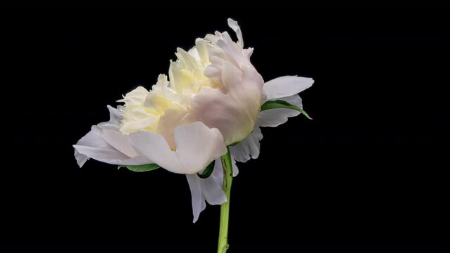 Timelapse of white peony flower blooming on black background