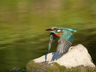 Common kingfisher in his natural habitat. Wild bird on the river, beautiful colours, very close up picture. Bird is isolated from the background.