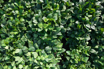 Obraz na płótnie Canvas Aerial view of a soybean field Aerial