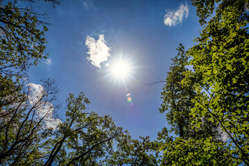 Die Sonne scheint über den Baumkronen