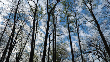 Spring Trees Against Sky, Warren Dunes State Park, Michigan