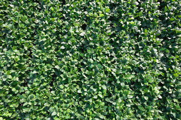 Fototapeta na wymiar Aerial view of a soybean field Aerial