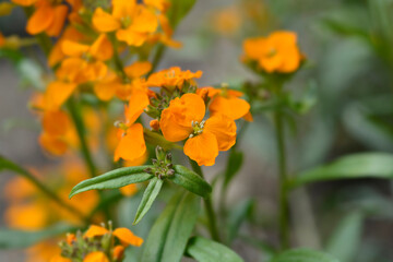 Siberian Wallflower