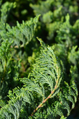 Creeping juniper Blue Chip