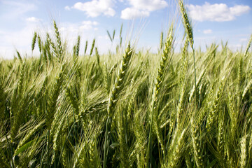 Cereals. Spikelets. Wheat grows in the field.