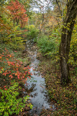 Creek through the forest