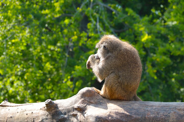 A monkey sits in a tree. Wildlife and animals.