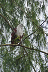 An eagle is sitting on the branch of a tree