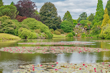 Beautiful red lily flowers in circles on the lake at Sheffield Park