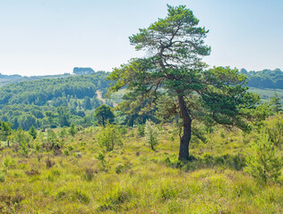 The lone twisty tree standing in Asdown Forest England