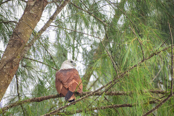 An eagle is sitting on the branch of a tree