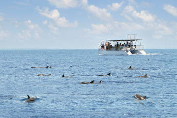 Dolphin watching tour on Mediterranean sea