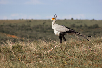 Secretary bird in South African game reserve