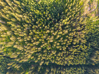 Aerial photo of forest 