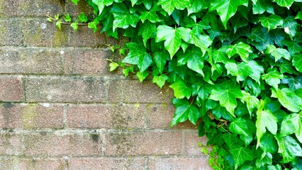 green ivy on the wall