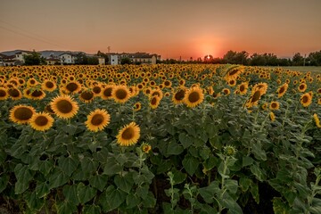 Obraz premium Beautiful sunflower field at sunset in the Tuscan countryside