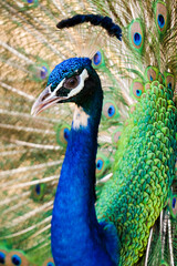 Naklejka premium Peacock's feathers are colorful and beautiful.